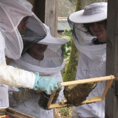 Wir sehen Waben und Bienen.