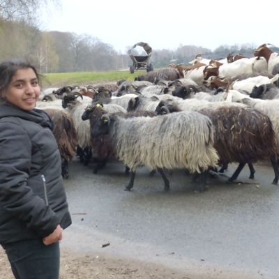 G Auf dem Feld und im Stall gibt es viele Heidschnucken. .jpg
